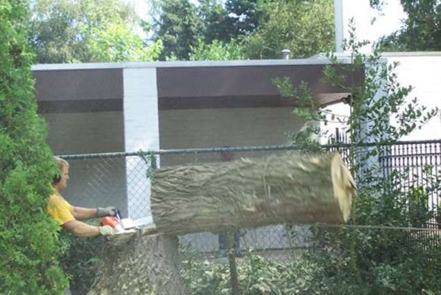 omzagen boom in de tuin in Venlo